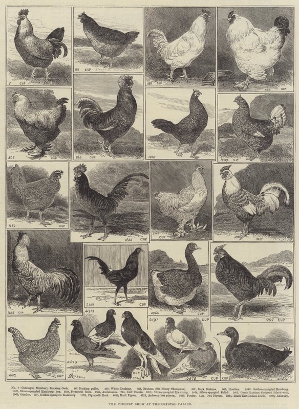 Fjerkræudstillingen i Crystal Palace af Alfred Courbould