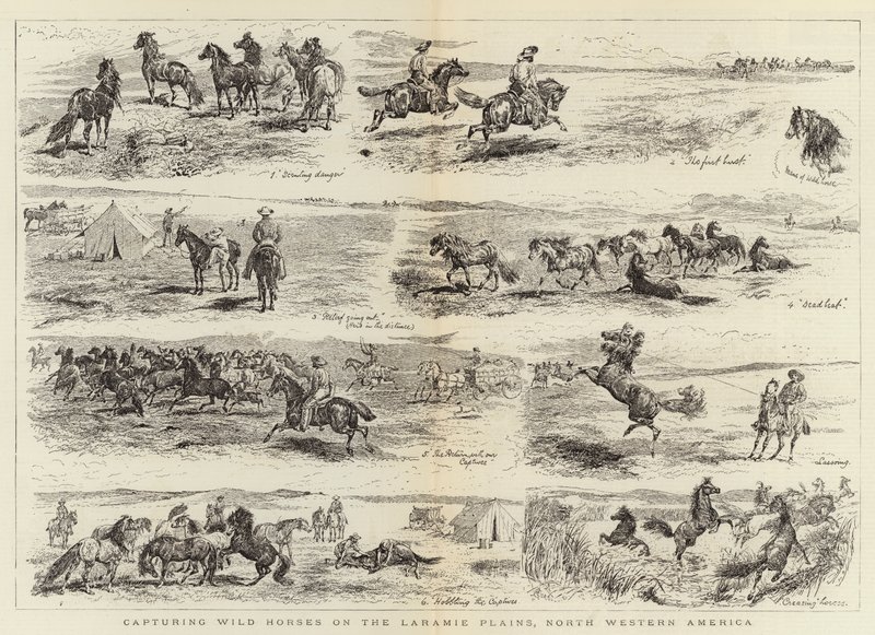 Indfangning af vilde heste på Laramie-sletten i Nordvestamerika af Alfred Chantrey Corbould