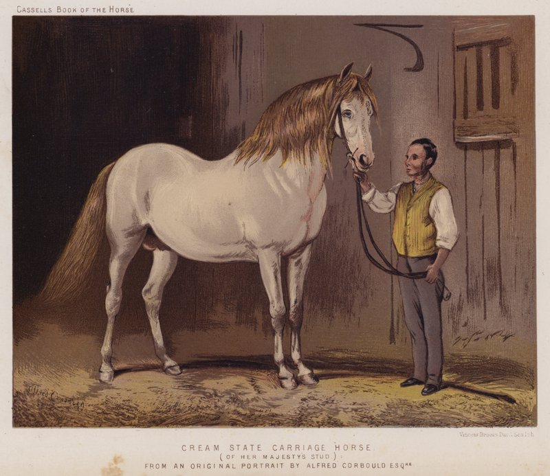 Cream State Carriage Horse, af Hendes Majestæts Stud (farve litho) af Alfred Chantrey Corbould