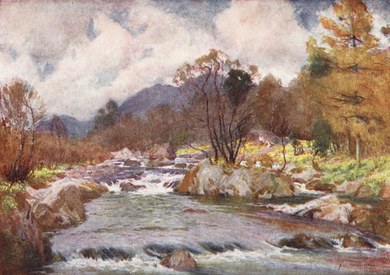 Lake District: Daffodils by the Banks of the Silvery Duddon (farvelitografi) af Alfred Heaton Cooper