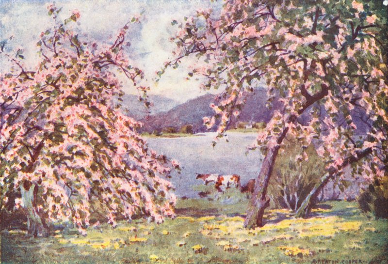 Lake District: Esthwaite Water, Apple Blossom (farvelitografi) af Alfred Heaton Cooper