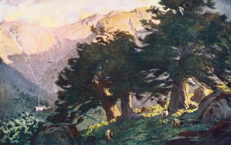 Lake District: The Borrowdale Yews, aften (farvelitografi) af Alfred Heaton Cooper