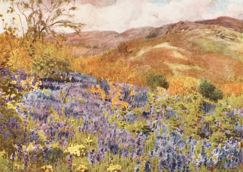 Lake District: Vilde hyacinter (farvelitografi) af Alfred Heaton Cooper