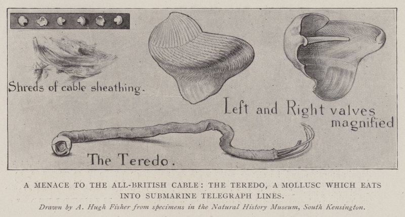 En trussel mod det helt britiske kabel, Teredo, et bløddyr, der æder sig ind i ubådens telegraflinjer af Alfred Hugh Fisher