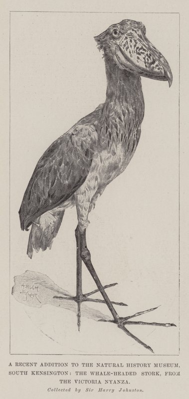 En nylig tilføjelse til Natural History Museum, South Kensington, Whale-Headed Stork, fra Victoria Nyanza af Alfred Hugh Fisher