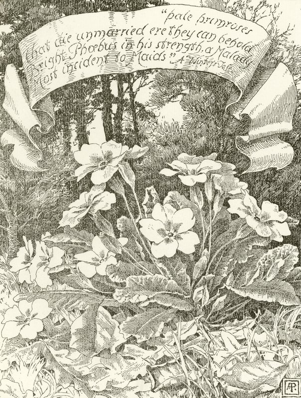 Bleg primula (dybtryk) af Alfred Parsons