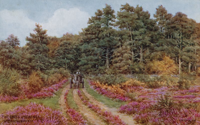 Fyrretræer og lyng nær Brockenhurst af Alfred Robert Quinton