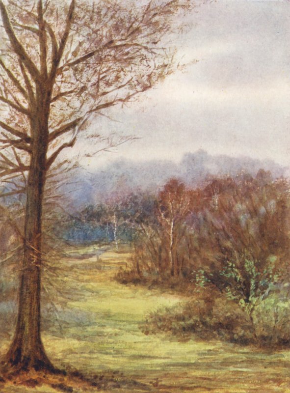 New Forest: A Peep on the Brockenhurst Road, Early Spring (farvelitografi) af Alice Julia Argles