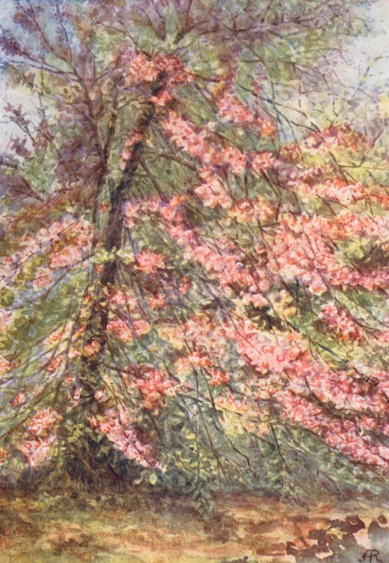 New Forest: Tidlig maj i 