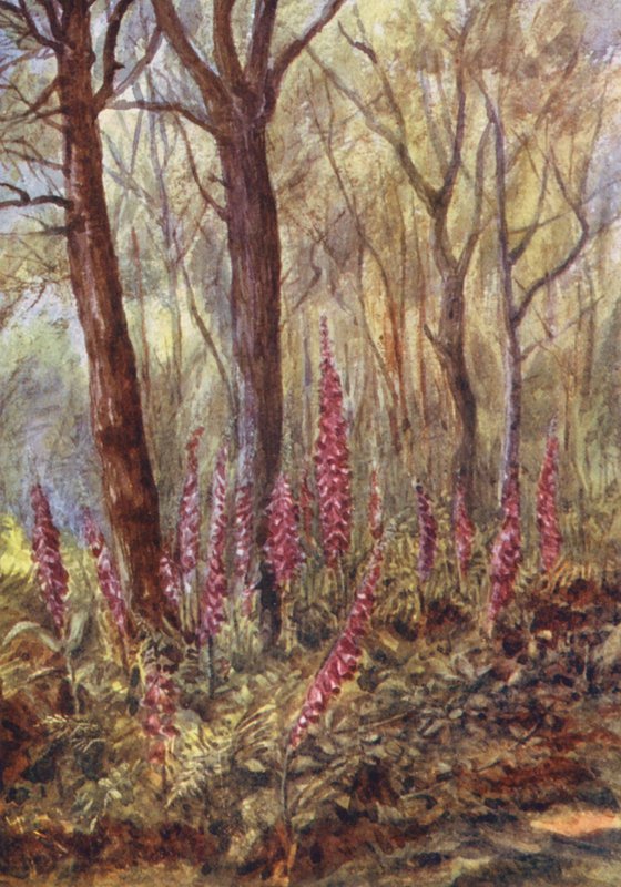 New Forest: Foxgloves i 