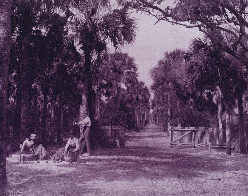 En Palmetto Glade nær Palatka, Florida (s/h-billede) af American Photographer (after)