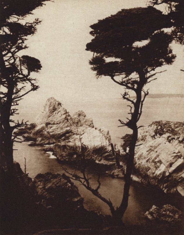 Californien: Monterey Cypress (s/h foto) af American Photographer (after)
