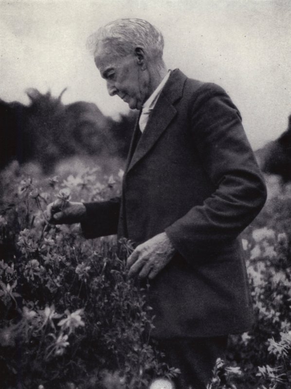 Luther Burbank blandt hans blomster (s/h foto) af American Photographer (after)