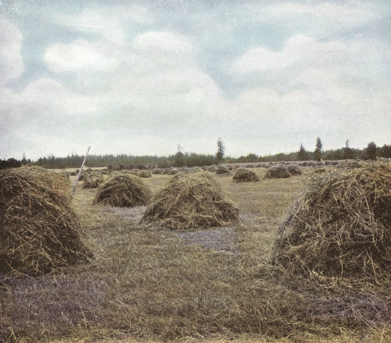 Oregon: Alfalfa (foto) af American Photographer (after)