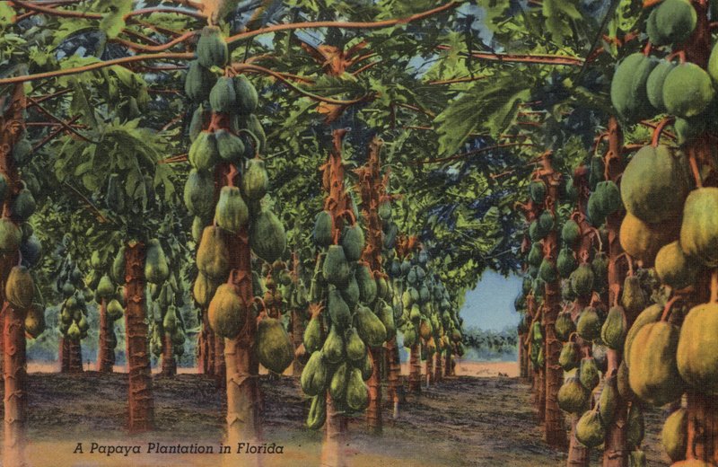 Papaya plantage, Florida (foto) af American Photographer (after)