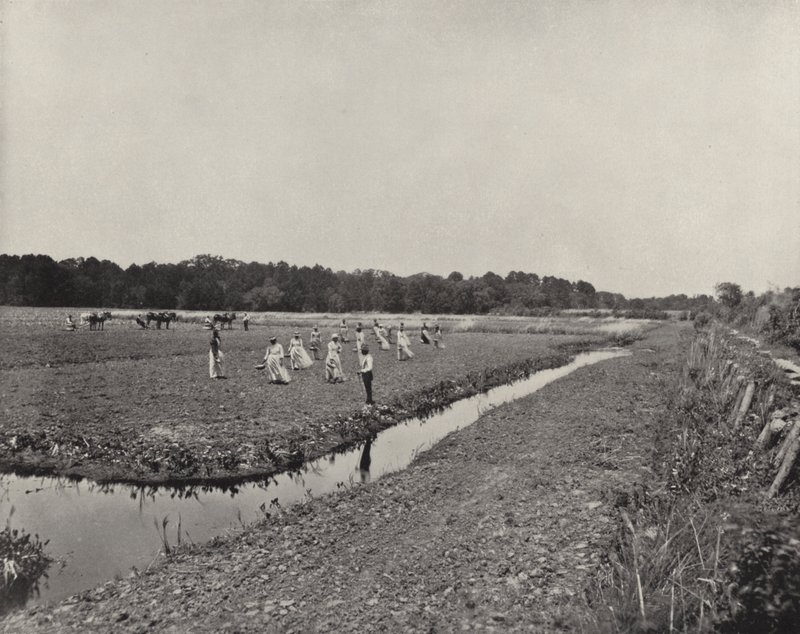 Plantning af ris i North Carolina (s/h foto) af American Photographer (after)