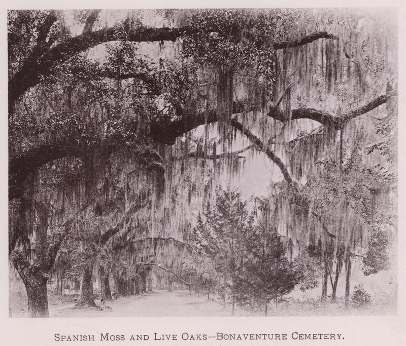 Spanish Moss and Live Oaks, Bonaventure Cemetery (s/h-billede) af American Photographer (after)