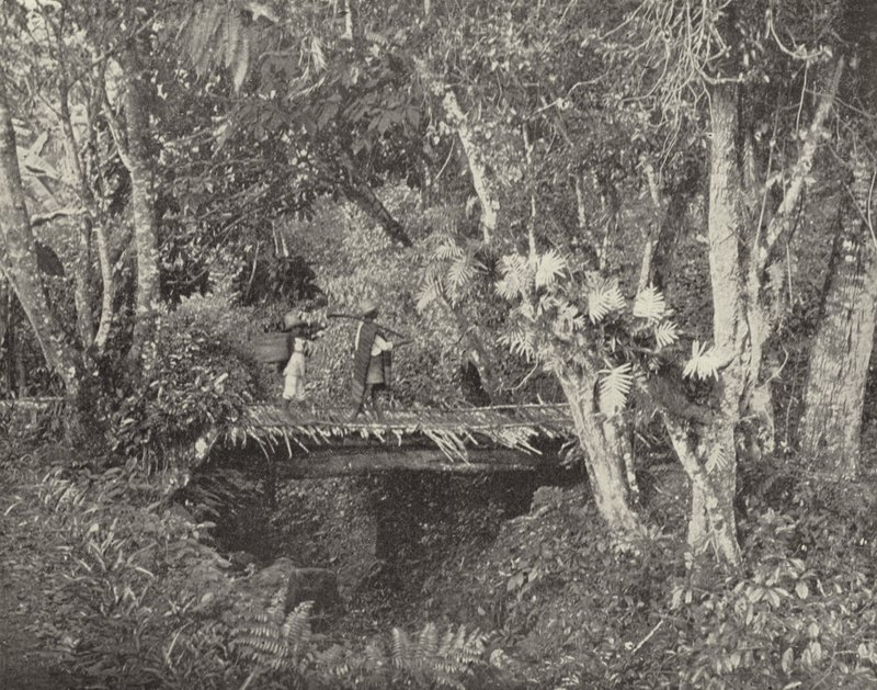 Tropisk scene i staten Vera Cruz, Mexico (s/h-billede) af American Photographer (after)