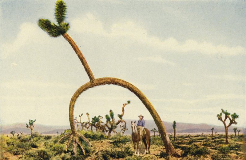 En kæmpekastus i Mojave-ørkenen (farvefoto) af American Photographer
