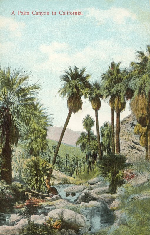 En palme-kløft, Californien, USA (foto i farver) af American Photographer