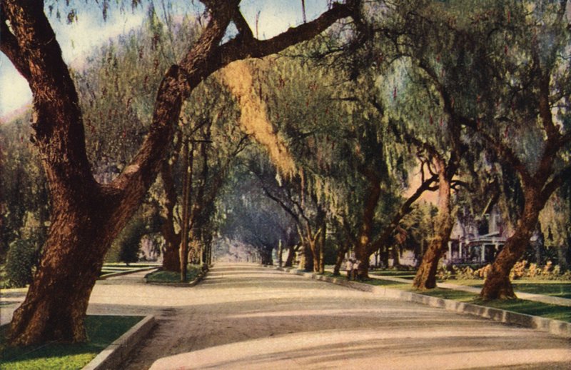 Avenue of Pepper Trees, Pasadena (farvefoto) af American Photographer