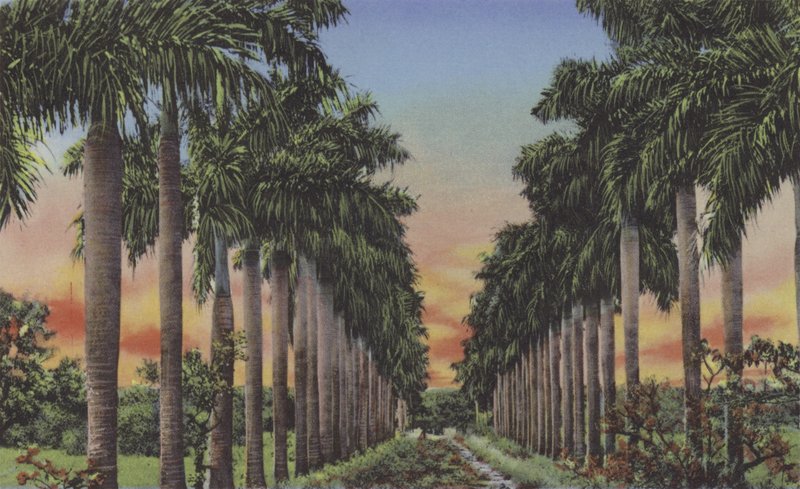 Calle de Palmas, Royal Palms Avenue (farvet foto) af American Photographer