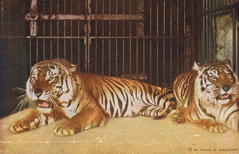Chicago: Tigre i Lincoln Park (farvefoto) af American Photographer