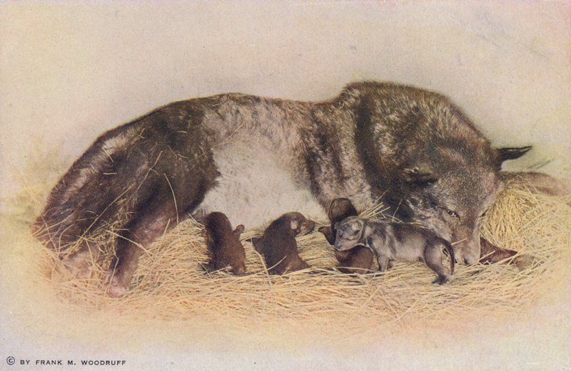 Chicago: Timber Wolf and Young, Lincoln Park (farvefoto) af American Photographer