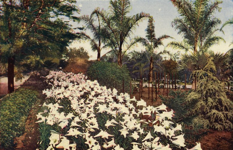 Påskeliljer i blomst (farvefoto) af American Photographer