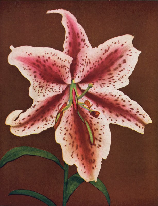 Liljer: Lilium Auratum, Crimson Queen (farvefoto) af American Photographer