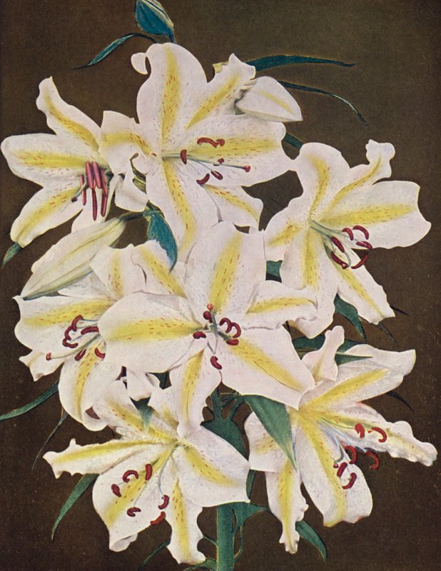 Liljer: Lilium Auratum Platyphyllum (farvefoto) af American Photographer