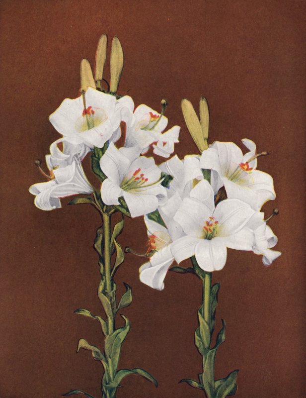 Liljer: Lilium Candidum (farvefoto) af American Photographer