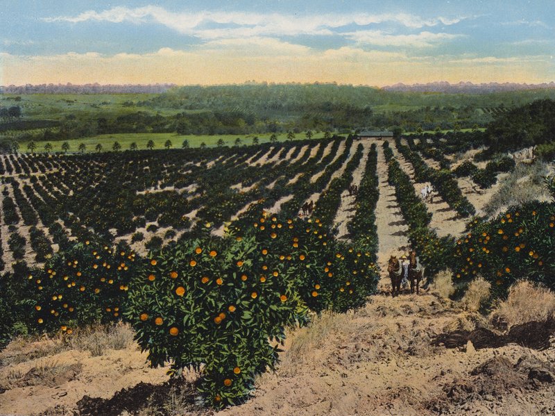 Orange Grove nær Colfax, Californien (farvefoto) af American Photographer