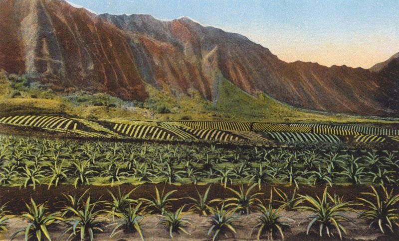 Ananasplantage, Oahu (farvefoto) af American Photographer