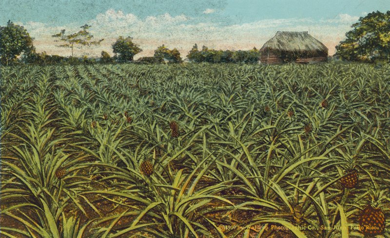 Porto Rico / Puerto Rico: En mark med ananas i Porto Rico (farvefoto) af American Photographer
