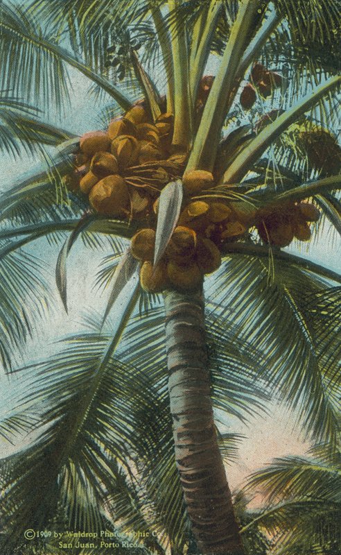 Porto Rico / Puerto Rico: Kokosnødder vokser i Porto Rico (farvefoto) af American Photographer
