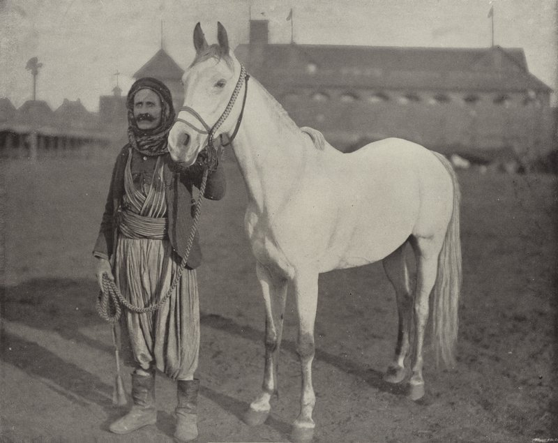 Beduinernes Pris Steed af American Photographer
