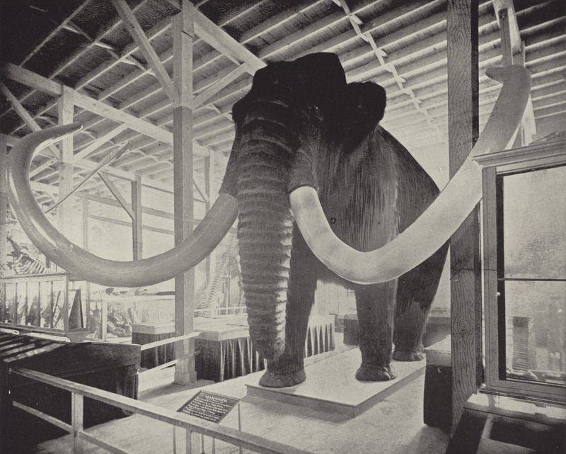 Den store sibiriske mammut af American Photographer