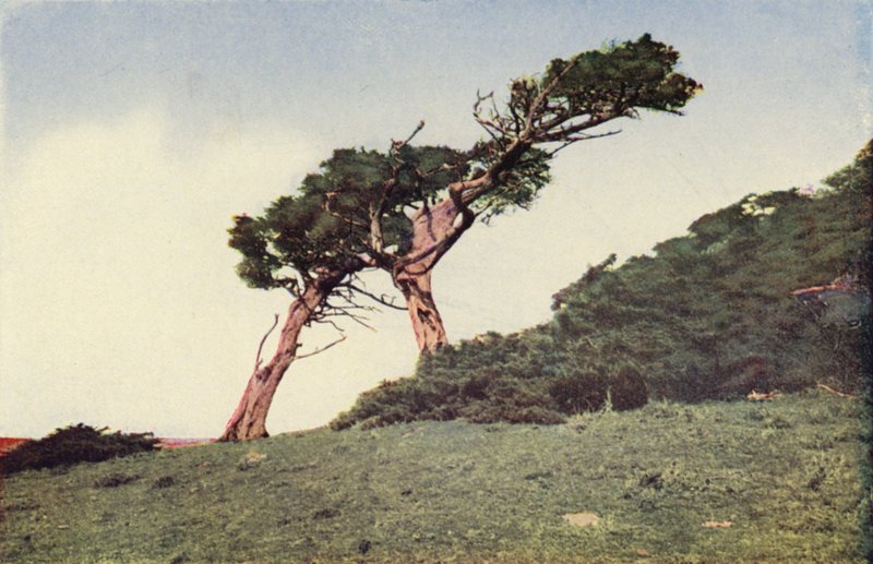 Strudsen, en Monterey-cypres (farvefoto) af American Photographer