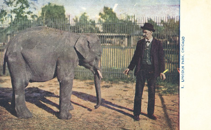 Ung elefant, Lincoln Park Zoo, Chicago, USA (farvefoto) af American Photographer