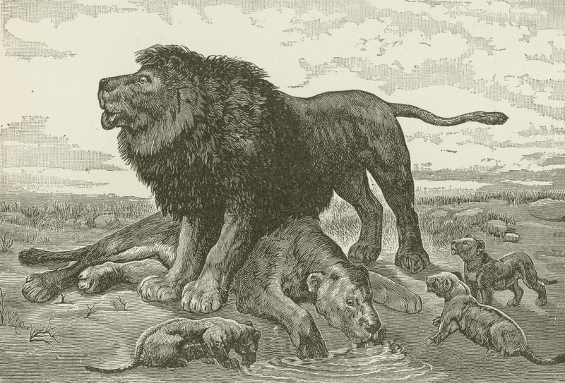 A Dirge in the African Desert, fra et maleri af J N Nettleship af American School