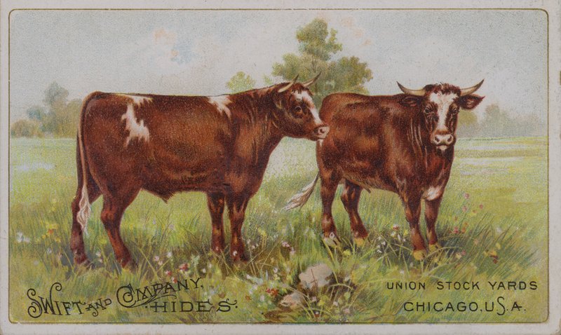 Amerikansk handelskort, der reklamerer for Swift and Company dyrehuder, Union Stock Yards, Chicago, Illinois (farvelitografi) af American School