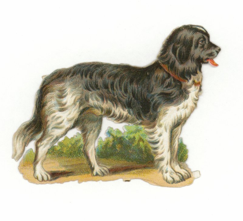 Sort og hvid hund af American School