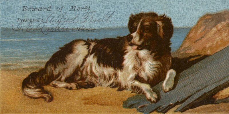 Border collie hund på stranden af American School