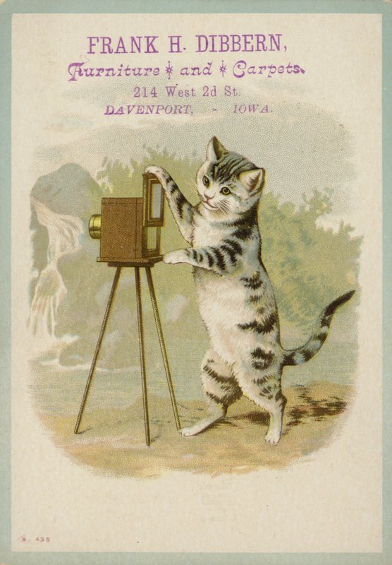 Kat, der tager et billede af American School