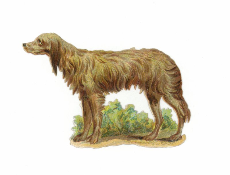 Irsk ulvehund af American School
