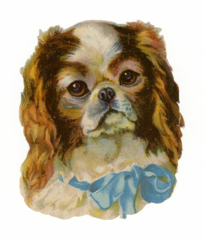 King Charles Cavalier Spaniel af American School