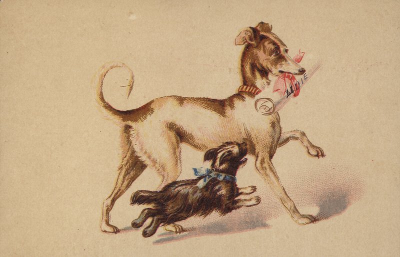 Stor og lille hund der løber af American School
