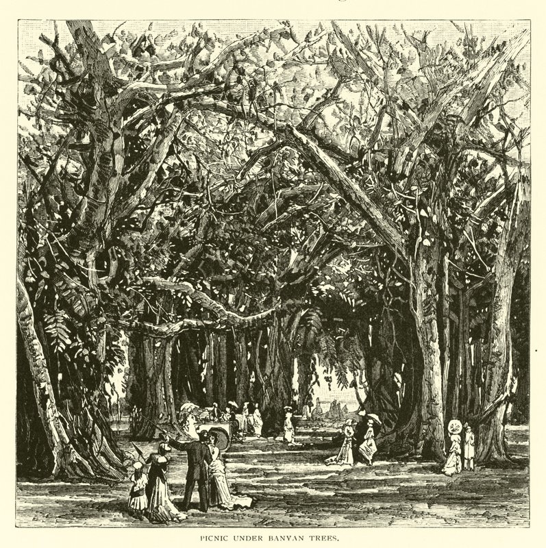 Picnic under banyantræer af American School