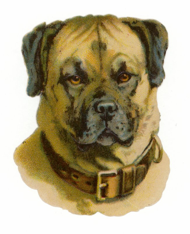 Rottweiler hundehoved af American School